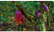 Cacao