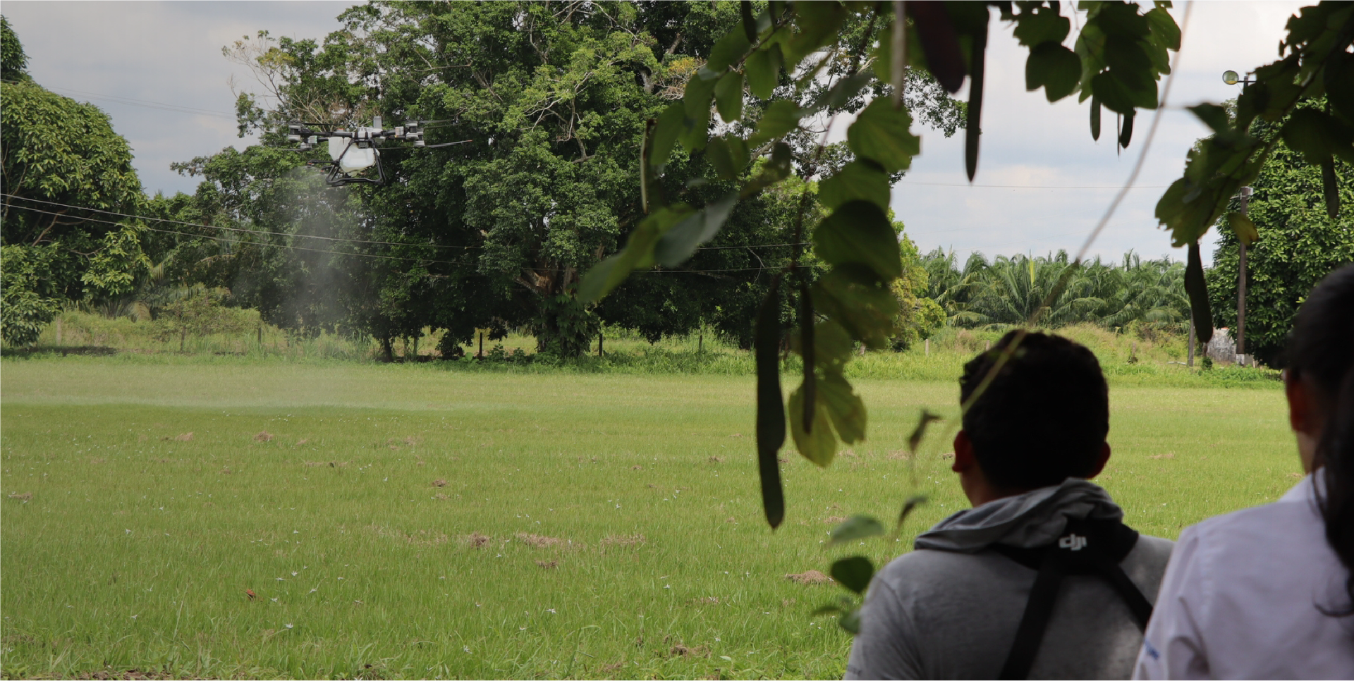 Solicita aspersión con la app de Bachué